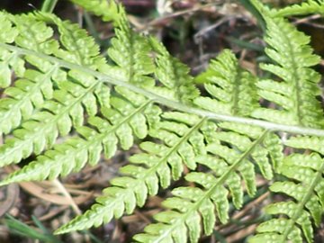 Dryopteris cfr. affinis dall''Etna